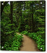 Peaceful Trail On Roan Mountain Acrylic Print