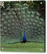 Peacock Fanning Tail Acrylic Print