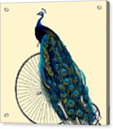 Peacock On A Bicycle, Home Decor Acrylic Print