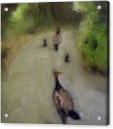 Peahens On Parade Acrylic Print