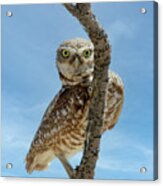 Peeking Owl Acrylic Print