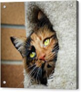 Peeping Tom Cat Acrylic Print