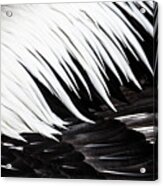 Pelican Feathers Acrylic Print