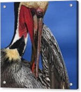 Pelican In Breeding Colors Acrylic Print