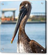 Pelican In Downtown Pensacola, Florida Acrylic Print