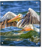 Pelican Lift Off Acrylic Print
