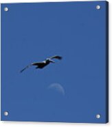 Pelican Moon Acrylic Print
