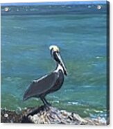 Pelican Pride Acrylic Print