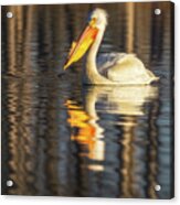 Pelican Reflections Acrylic Print
