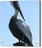 Pelican Roost Acrylic Print