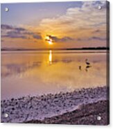 Pelican Sunset 9885 Acrylic Print