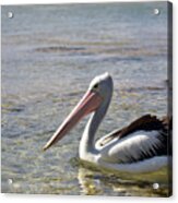 Pelican Swimming At The Entrance Nsw Acrylic Print