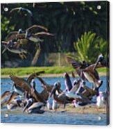 Pelicans In Flight Over The Lagoon Acrylic Print