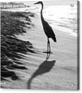 Pensacola Beach Florida Heron Black And White Photo Acrylic Print