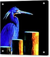 Pensive Blue Heron Acrylic Print