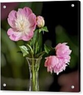 Peonies In Pink Acrylic Print