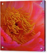 Peony Blossoms In Spring 5 Acrylic Print