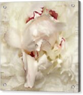 Peony - French Papers Acrylic Print