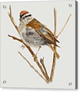 Perched Chipping Sparrow Acrylic Print