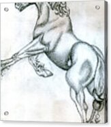 Percheron Horse Sketch Acrylic Print