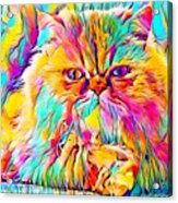 Persian Cat Looking At You - Colorful Painting Acrylic Print