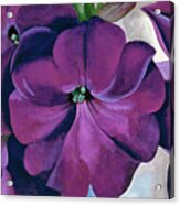 Petunias - Modernist Purple Flower Painting Acrylic Print