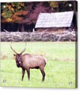 Pfft - Bull Elk Sticking Tongue Out Acrylic Print