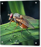 Phaonia Rufiventris Fly Insect Acrylic Print