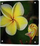 Phases Of Plumeria Blossoms Acrylic Print