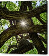 Photon Entanglement - Sunlight Beaming Through Peephole Of Tangled Oak Limbs Acrylic Print