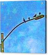 Pidgeon Pole Acrylic Print