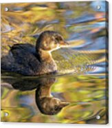 Pied-billed Grebe In Autumn Light Acrylic Print