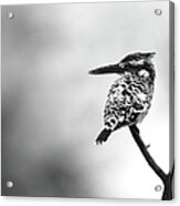 Pied Kingfisher Acrylic Print