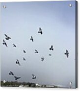 Pigeons At The Beach Acrylic Print
