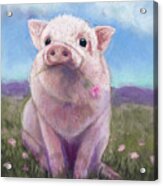Piggy Love Acrylic Print