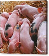 Piglets Acrylic Print