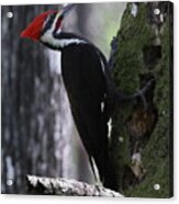 Pileated Woodpecker 4 Acrylic Print
