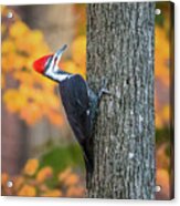 Pileated Woodpecker Acrylic Print