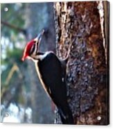 Pileated Woodpecker At Rancocas Nature Preserve Acrylic Print