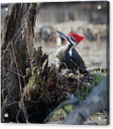 Pileated Woodpecker Feeding Acrylic Print