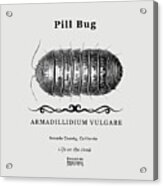 Pill Bug Acrylic Print