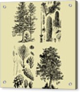 Pine Tree Diagram Acrylic Print