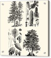 Pine Trees Chart Acrylic Print