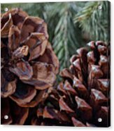 Pinecone Pair - Winter Acrylic Print