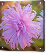 Pink Asters Acrylic Print