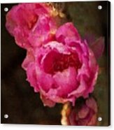Pink Cactus Flowers - Digital Art Acrylic Print