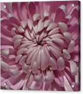 Pink Chrysanthemum 3 Acrylic Print