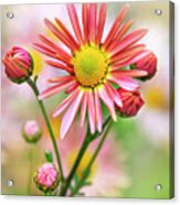 Pink Chrysanthemum Flower Acrylic Print