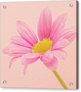 Pink Chrysanthemum Acrylic Print