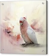 Pink Cockatoo Acrylic Print